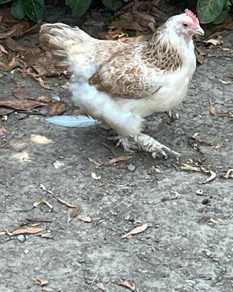 Galline Ornamentali