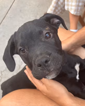 Cuccioli meravigliosi