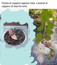 piante mirto, capperi piante da giardino