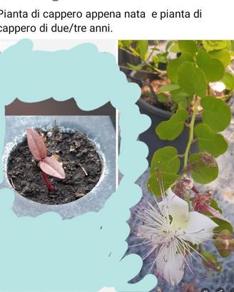 piante mirto, capperi piante da giardino