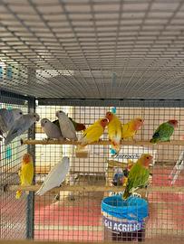 Inseparabili