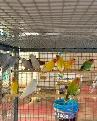 Inseparabili