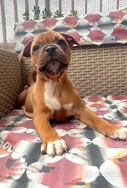Cucciolo Staffordshire bull terrier