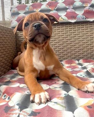 Cucciolo Staffordshire bull terrier