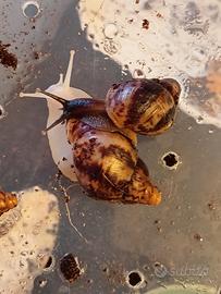 Achatina reticulata dark head e albino body