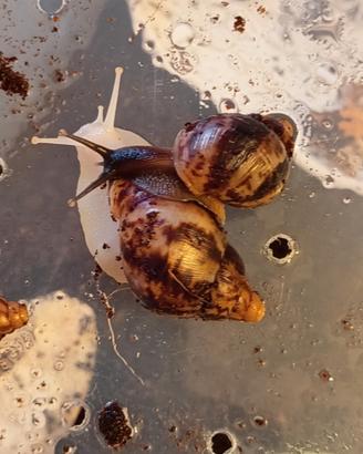 Achatina reticulata dark head e albino body