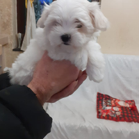 Cuccioli maltese