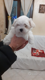 Cuccioli maltese