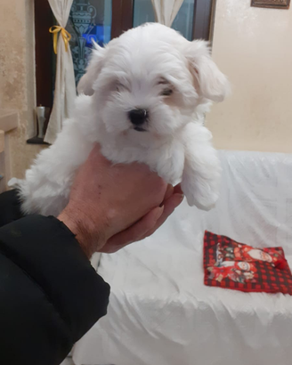 Cuccioli maltese