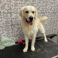 Golden retriver da monta