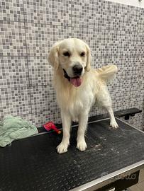 Golden retriver da monta