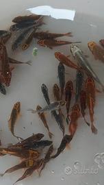 Carpe koi giapponesi