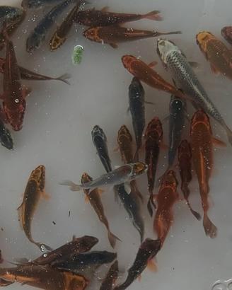 Carpe koi giapponesi