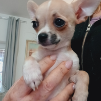 Cuccioli di chihuahua mini