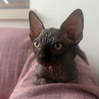 Cucciolo di gatto, Spynx