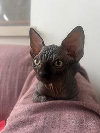 Cucciolo di gatto, Spynx