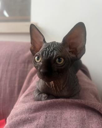 Cucciolo di gatto, Spynx