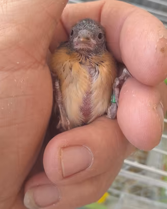 Cardinalini del venezuela