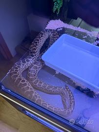Anaconda Gialla Serpente