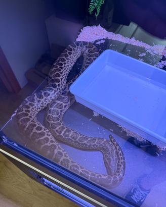 Anaconda Gialla Serpente