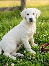 Cane cucciola in adozione