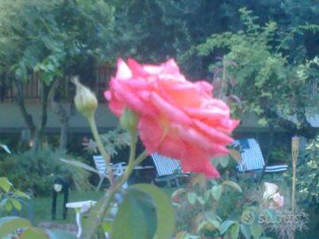 Aiutante a casa tua per materie scientifiche!!!