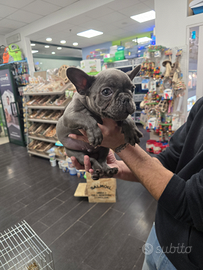 Bulldog francese blue