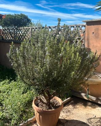 Grande pianta di rosmarino in vaso