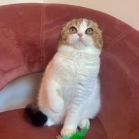 Scottish Fold Straight British Shorthair Enfi