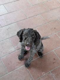Lagotto Romagnolo