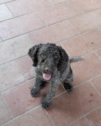 Lagotto Romagnolo