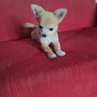 Cuccioli Chihuahua Toy