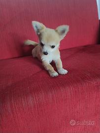 Cuccioli Chihuahua Toy