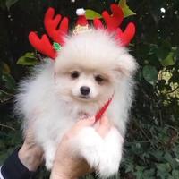 Spitz nano Pomerania linea americana