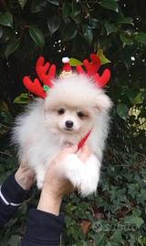 Spitz nano Pomerania linea americana