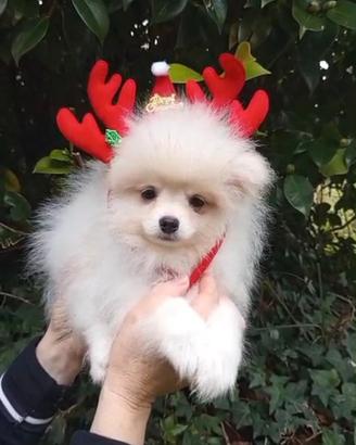 Spitz nano Pomerania linea americana