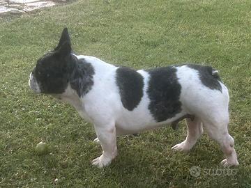Bulldog francese