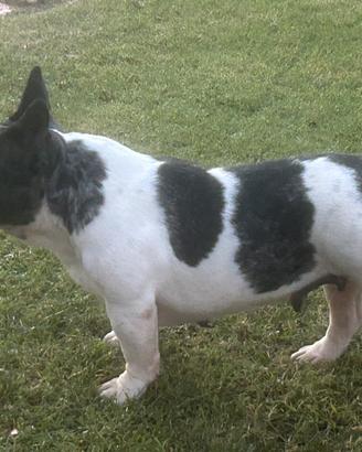 Bulldog francese