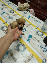mini pincher toy