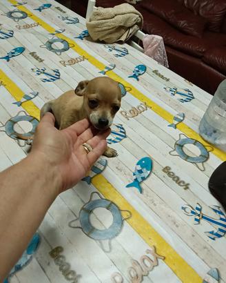 mini pincher toy