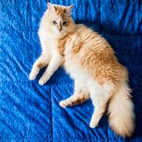 Gatto siberiano Neva masquerade maschio per monta