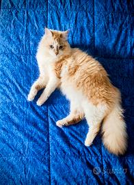 Gatto siberiano Neva masquerade maschio per monta