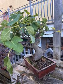 Fico bonsai