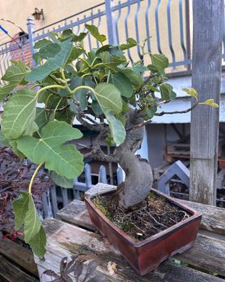 Fico bonsai