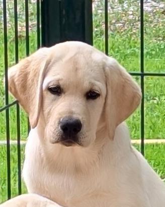 Labrador Cucciole da allevamento