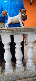 Cuccioli parson Russell terrier