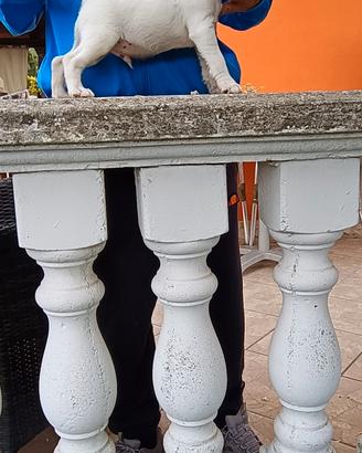 Cuccioli parson Russell terrier