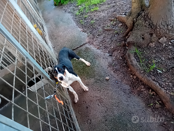 Cucciolone si segugio maremmano