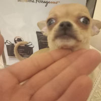 Chihuahua mini toy