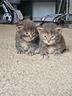 maine-coon-gattini